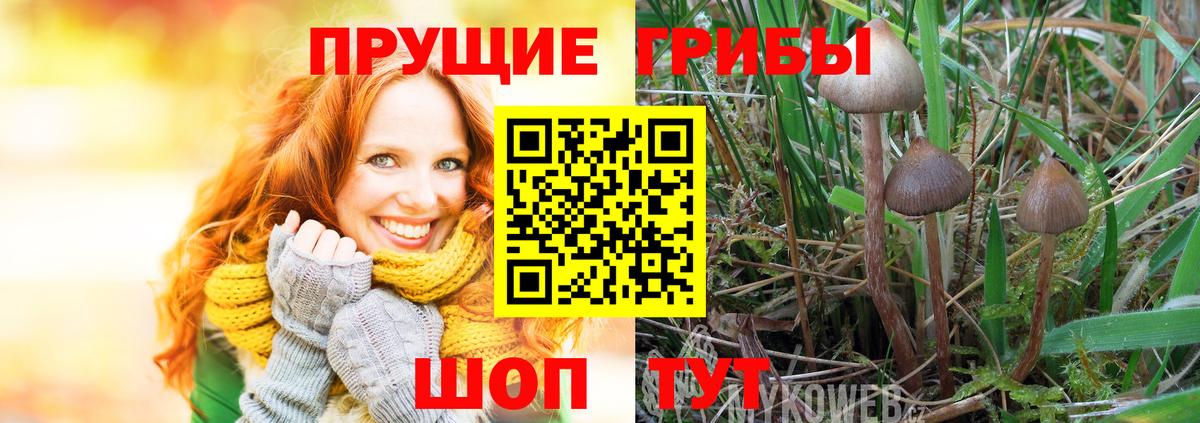 Галлюциногенные грибы Psilocybine cubensis Лангепас